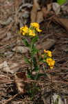 Hoary puccoon